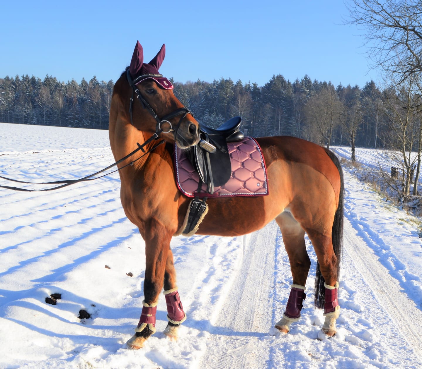 Customer photo review of Kristallkraft Brave Horse