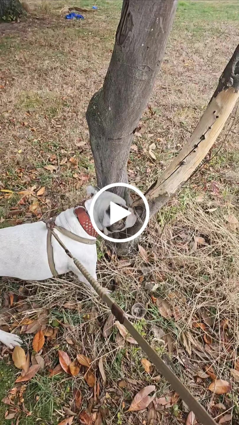 Customer video review of Hand Made Leather Dog Collar - RuffNeck Brown & Chrome (Wide Fit)