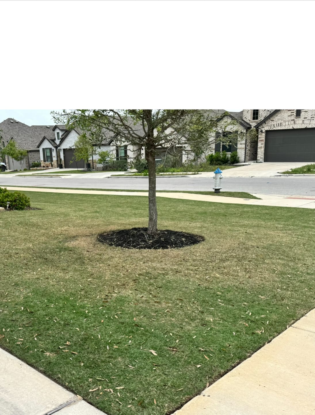 Customer photo review of CarbonizPN® Soil Enhancer