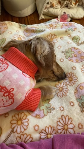Customer photo review of Strawberry Knitted Dog Sweater