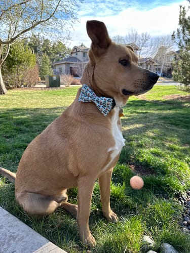 undefined review of Stud Muffin Bow Tie for Dog and Cat Collar image 1 out of 1