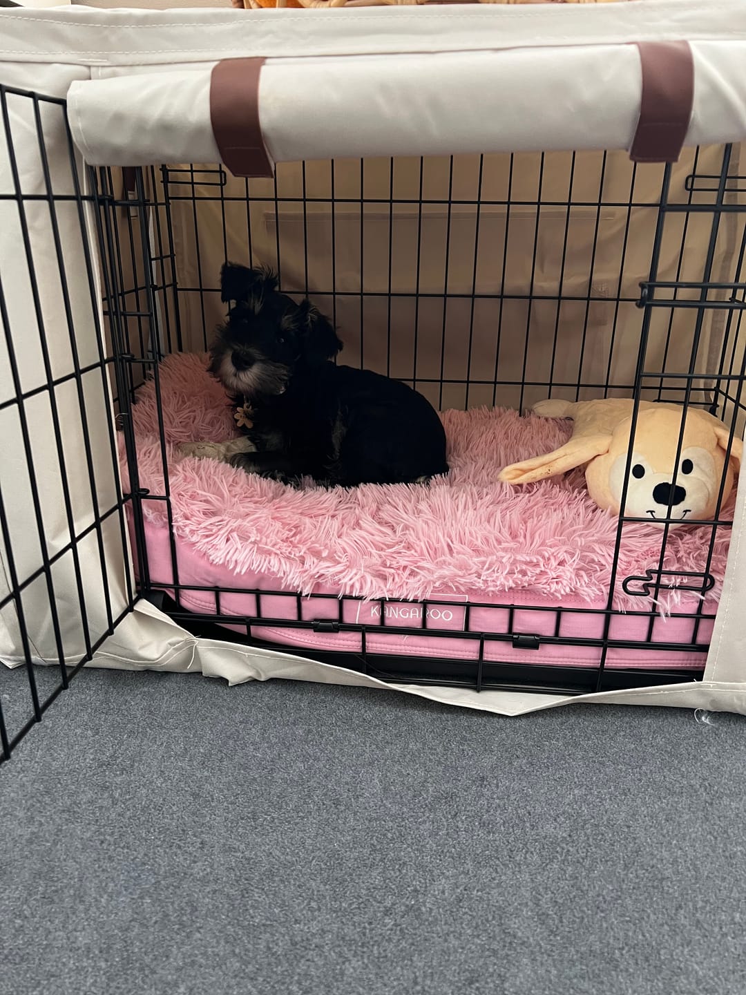 Customer photo review of Calming Cover for Kangaroo Crate Mat