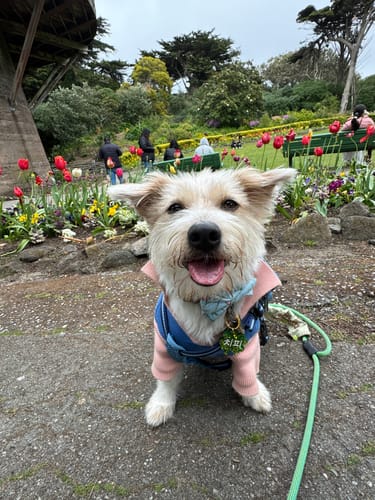 Customer photo review of *PRE-ORDER* The Weens Dog Polo Pullover