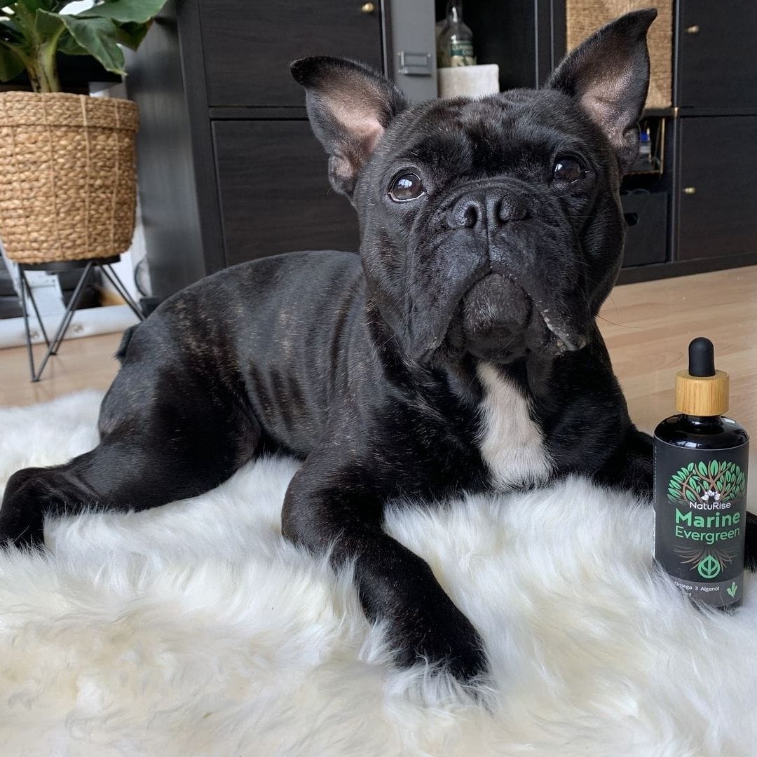 Customer photo review of Omega 3 Algenöl Haustiere