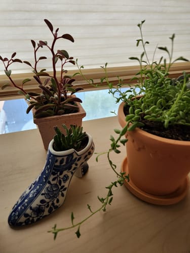 Customer photo review of Succulent Cuttings Variety Pack | Live Succulent Cuttings