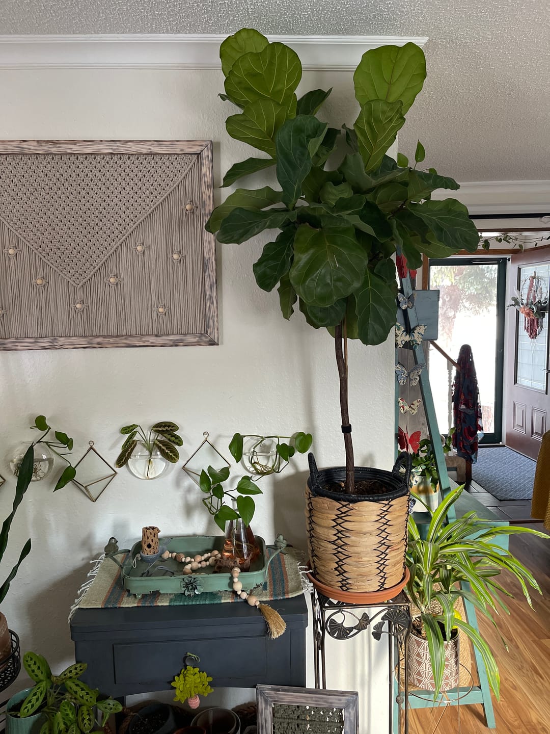 Customer photo review of Fiddle Leaf Fig Guide