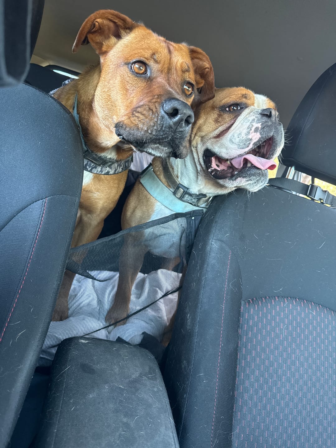 Customer photo review of 4-in-1 Dog Car Seat Cover