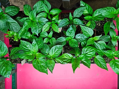 Customer photo review of WORM CASTINGS SEEDLING MIX