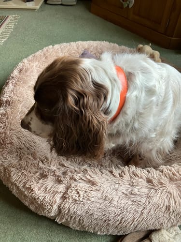 Customer photo review of Vegan Leather Dog Collar - Coral