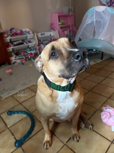 Customer photo review of Black Bully Proof Collar