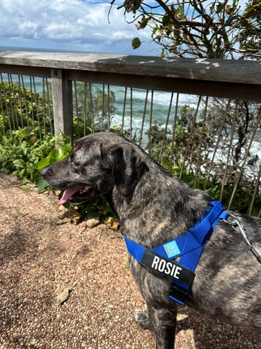 Customer photo review of Dog Harness
