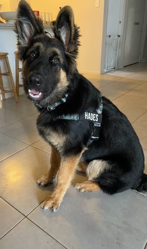 Customer photo review of Dog Lovers Pack