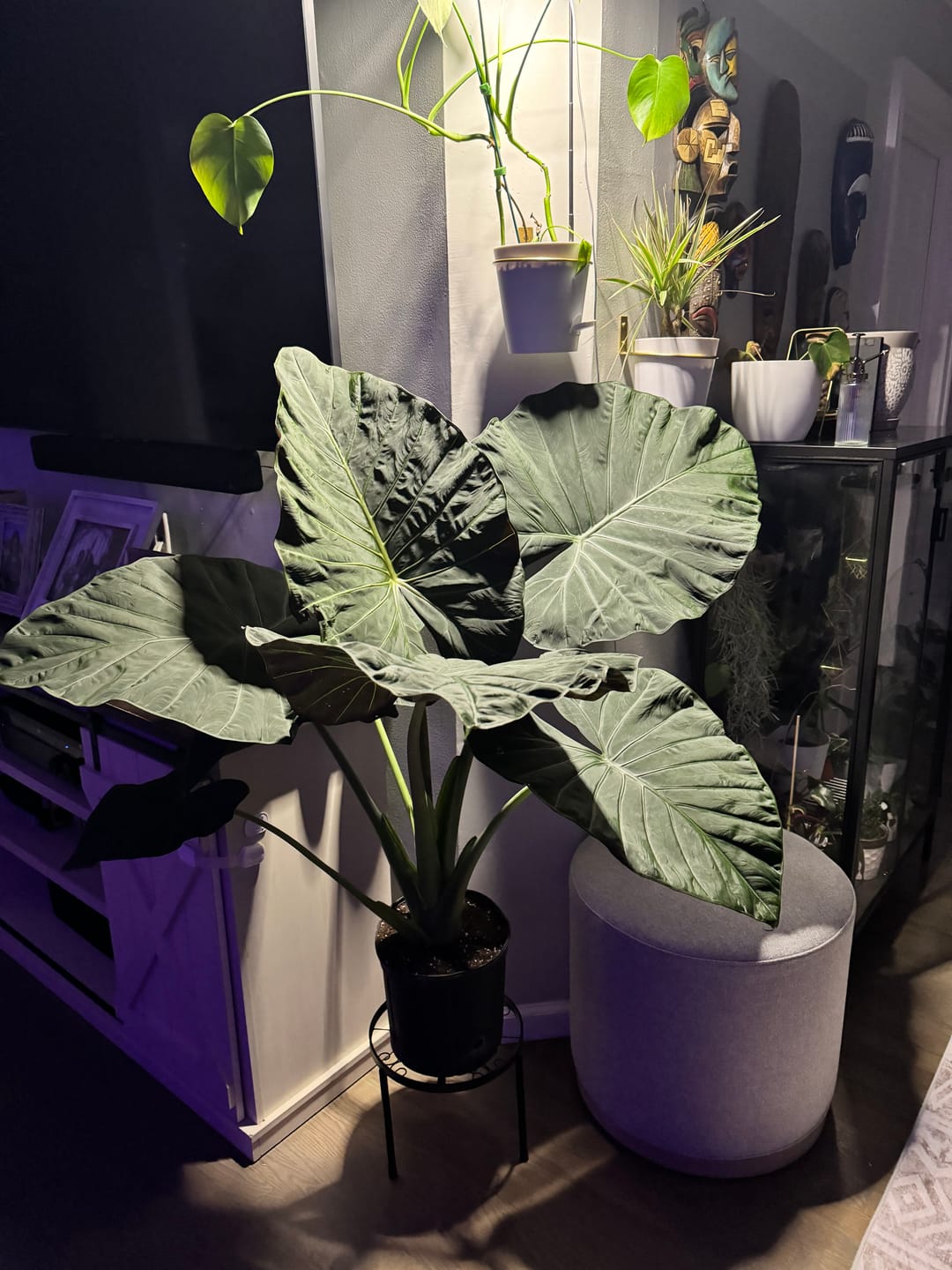 Customer photo review of Alocasia Regal Shields, Elephant Ears Live Tropical Plant