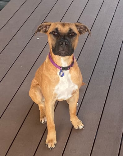 Customer photo review of Aussie Pig Snouts - tough chew!
