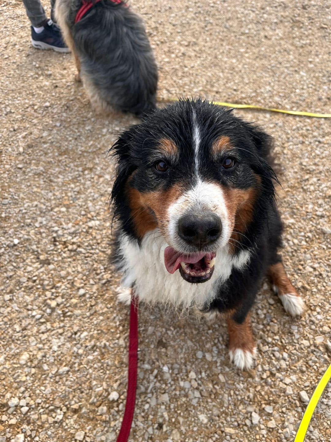 Customer photo review of Hundekekse - Kürbis-Huhn - 0.5 mg CBD - Total 120 mg CBD