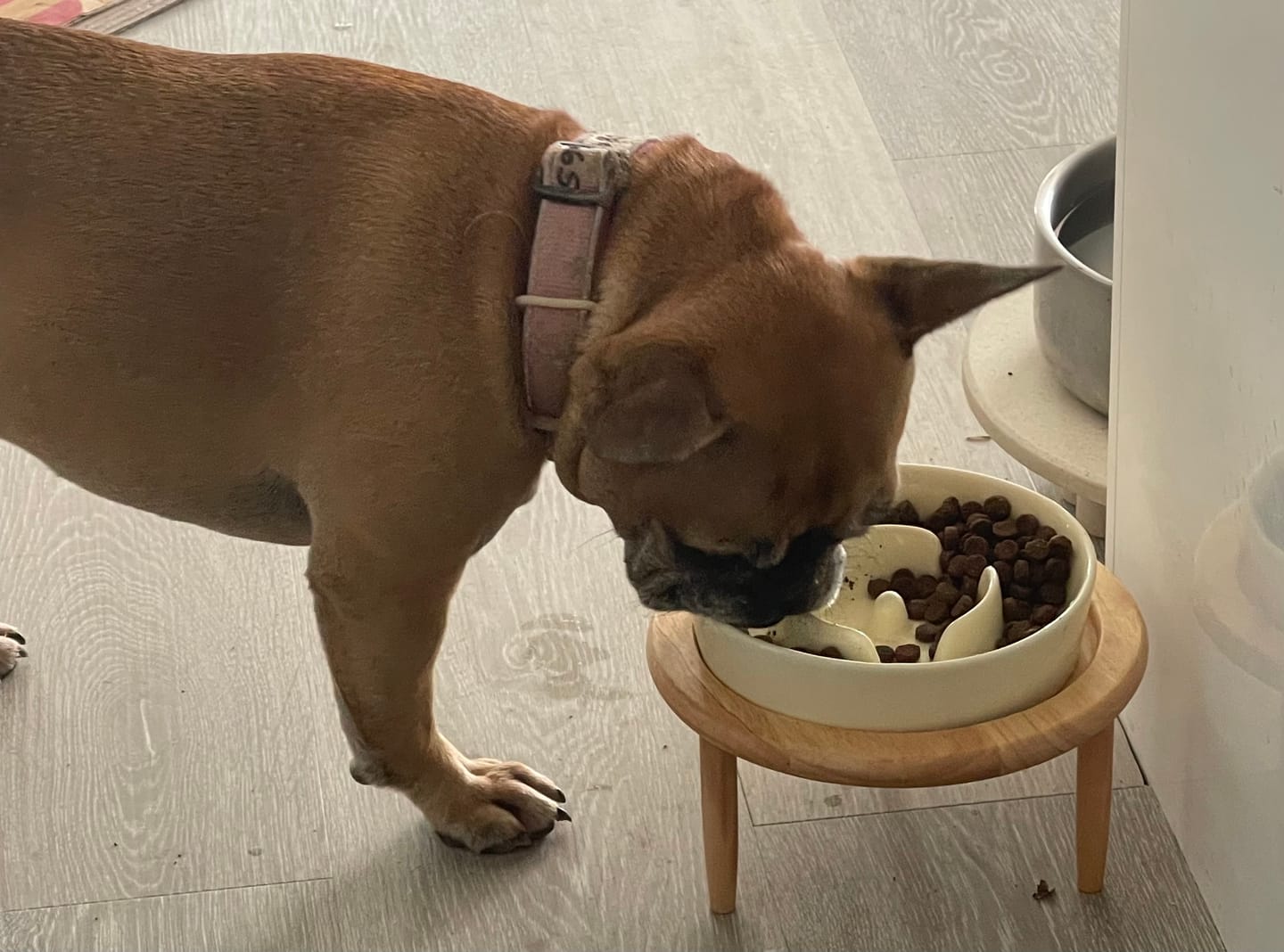 Customer photo review of Ceramic Slow Feeder Pet Bowl for Dogs and Cats