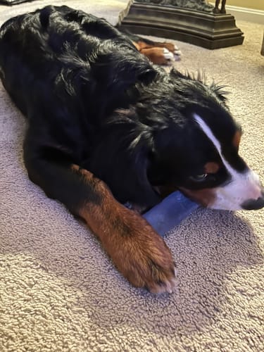 Customer photo review of BLUEBERRY CHEW