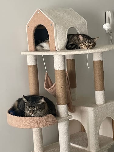 Customer photo review of Ona's Cottage Multi-Tier Cat Tree with Cat Scratching Posts
