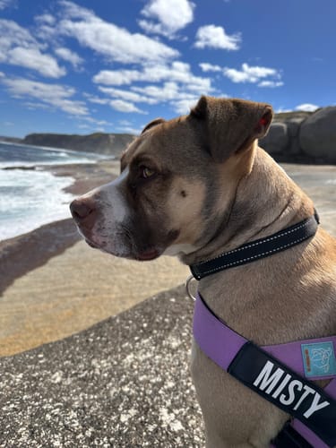 Customer photo review of Dog Harness