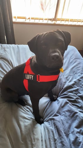 Customer photo review of Dog Harness