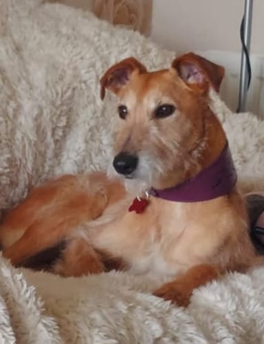 Customer photo review of Running Hound Design Padded Leather Sighthound Collars