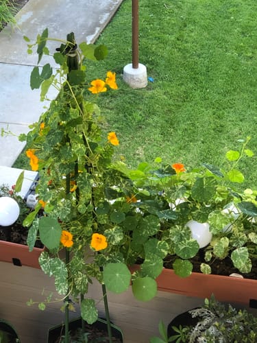 Customer photo review of Alaska Variegated Nasturtium Seeds