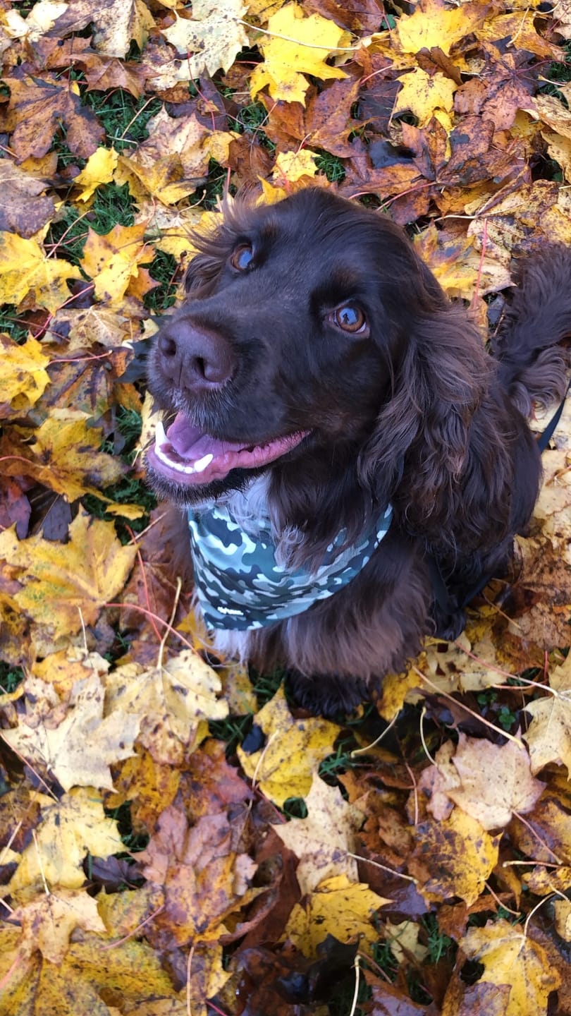 Customer photo review of Bandana - Green Camo