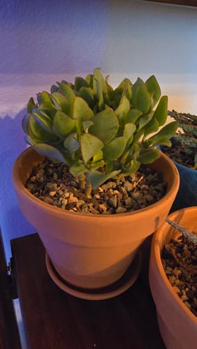 Customer photo review of Ripple Jade | Crassula arborescens undulatifolia