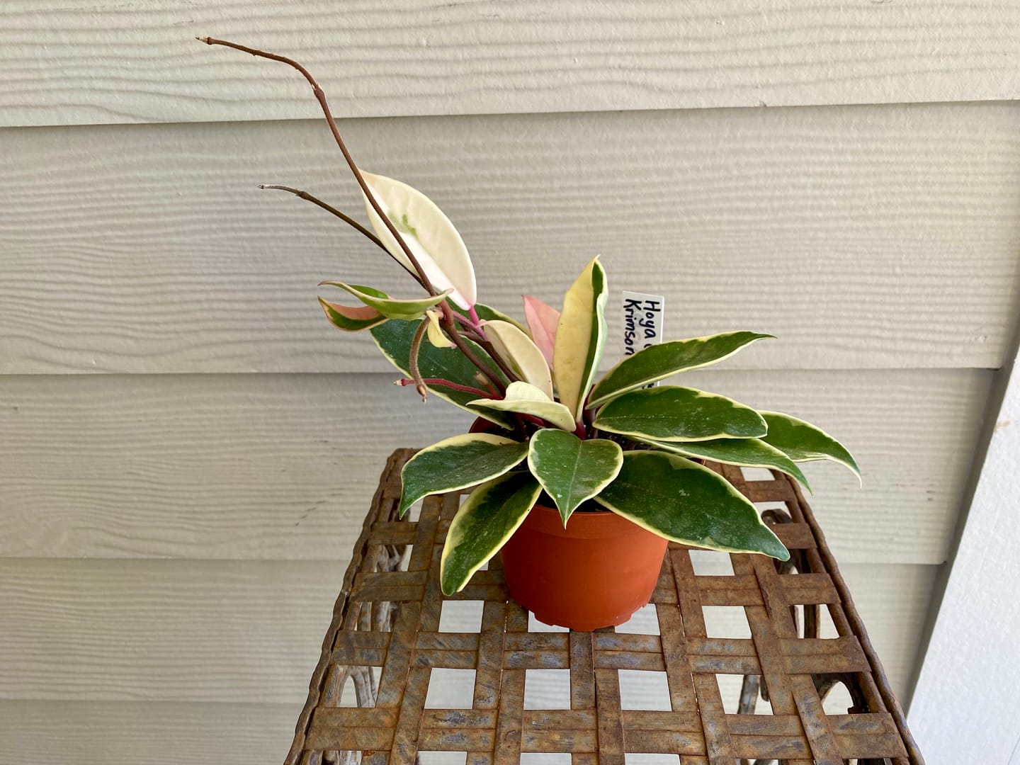 Customer photo review of Hoya carnosa 'Krimson Queen'