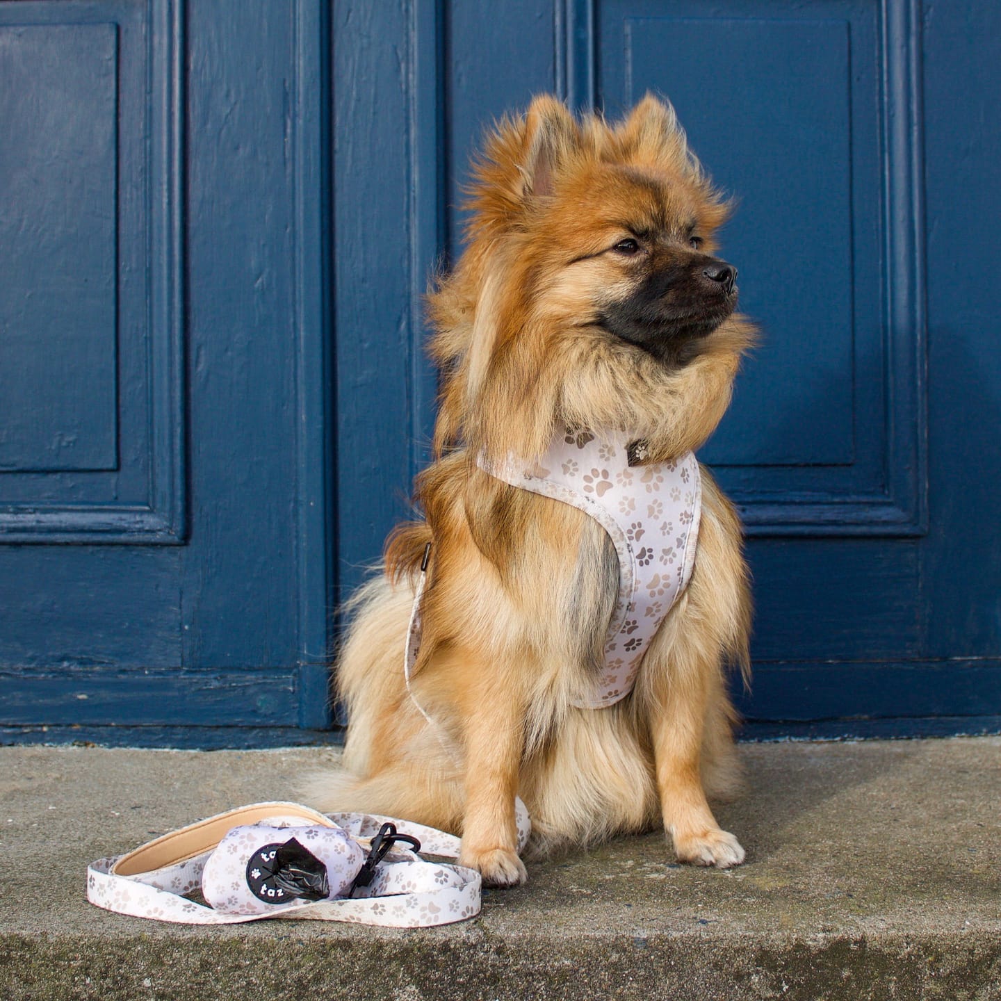 Customer photo review of Koppel - Paws in Love