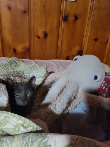 Customer photo review of The Octopus