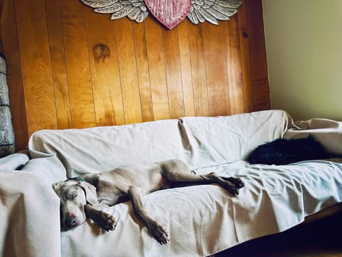 Customer photo review of Waterproof Anti-cat scratch Sofa Cover，Blanket Couch Cover