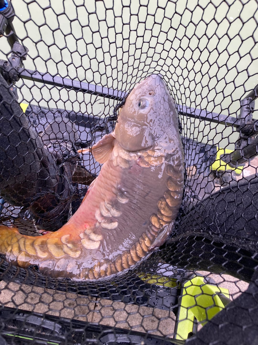 Customer photo review of PREMIUM CARP PELLETS - ALLTECH COPPENS