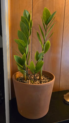 Customer photo review of ZZ Plant | Zamioculcas zamiifolia