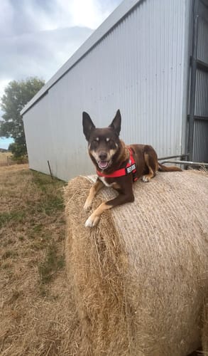 Customer photo review of Dog Harness
