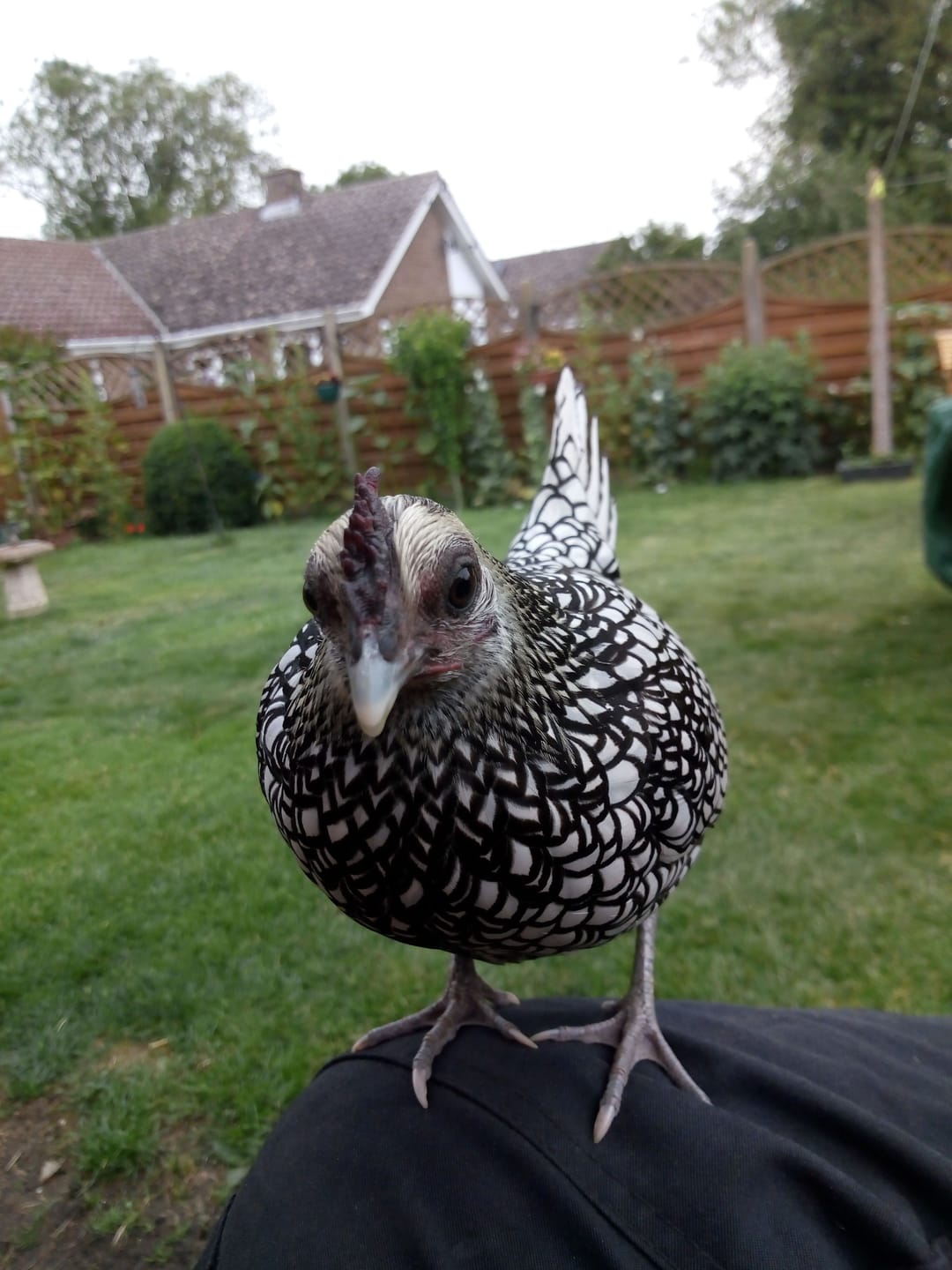 Customer photo review of Chick Crumb Food 1.8kg / 5.5kg - Food For Chicks, Duckling & Quail