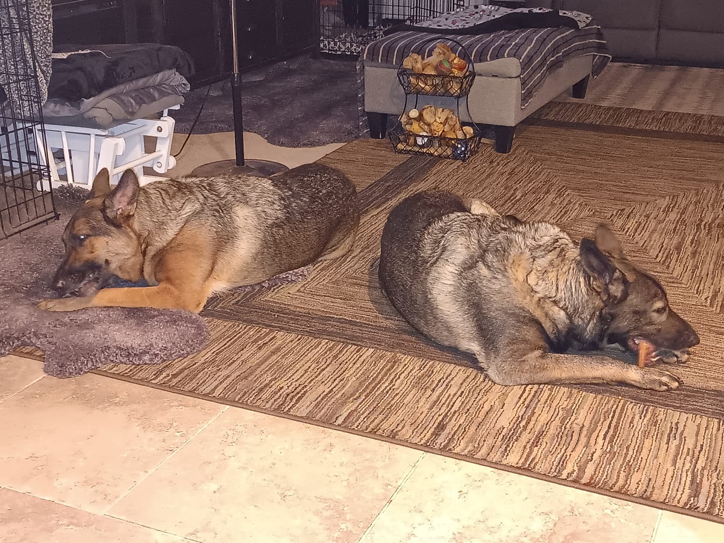 Customer photo review of 12 Inch Standard Braided Bully Stick