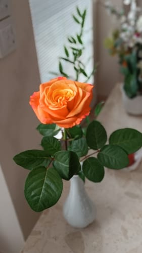 Customer photo review of Omega 3 Algenöl