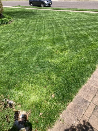 Customer photo review of 0-0-7 Prodiamine .38% Pre-Emergent Herbicide Fertilizer