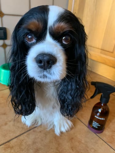 Customer photo review of Starter Kit - Deluxe