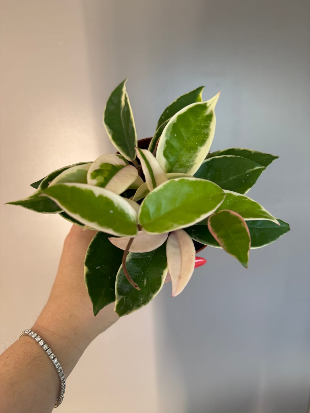Customer photo review of Hoya carnosa 'Krimson Queen'