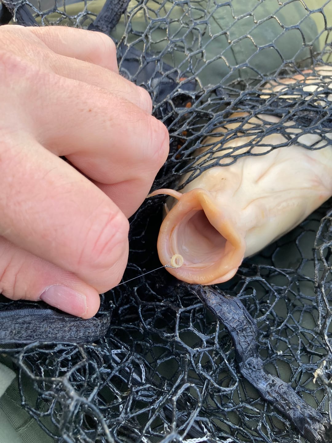 Customer photo review of PREMIUM CARP PELLETS - ALLTECH COPPENS