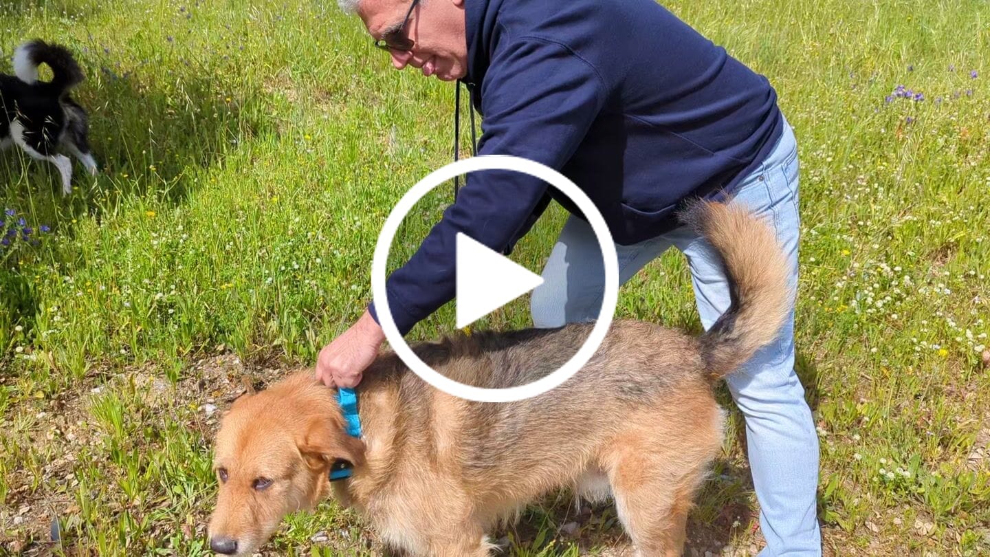 Customer video review of 5cm Combat® Collar | With Handle & Rated Clip - Light Blue v2.0