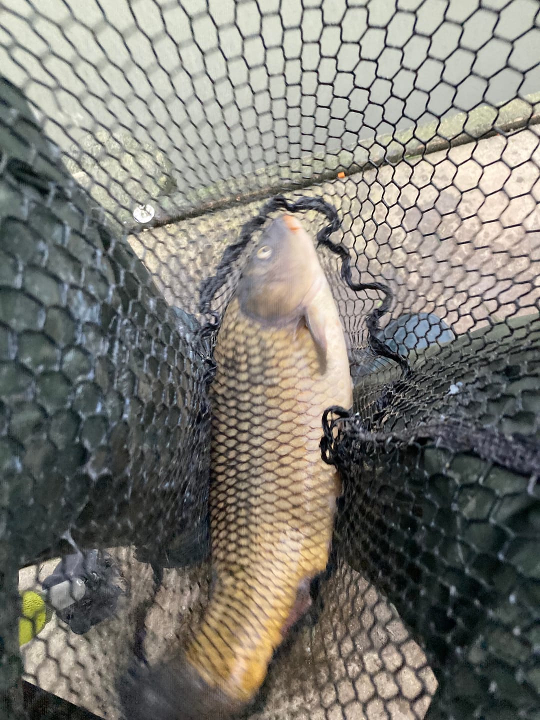 Customer photo review of PREMIUM CARP PELLETS - ALLTECH COPPENS