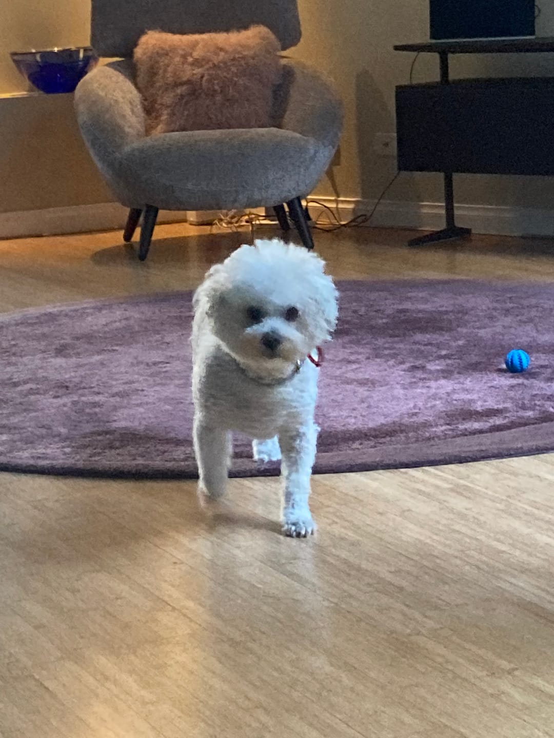 Customer photo review of Canine Joint Plus™️ 500g