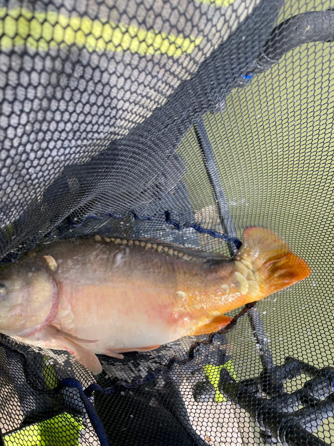Customer photo review of PREMIUM CARP PELLETS - ALLTECH COPPENS