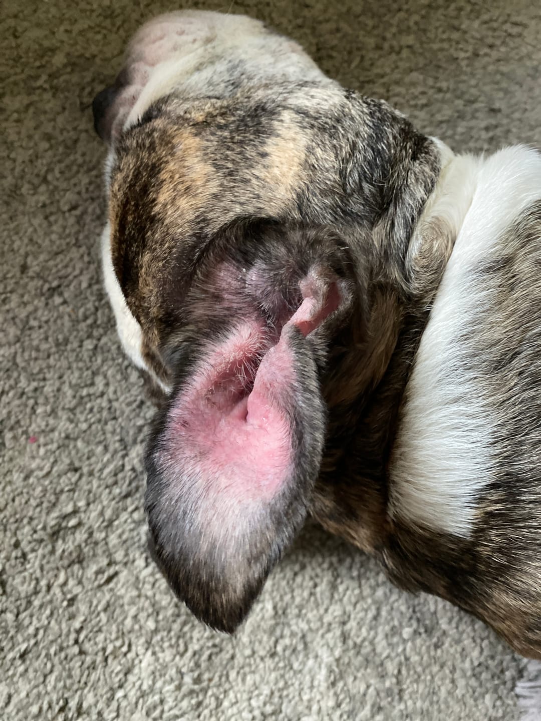 Customer photo review of Dog Gel