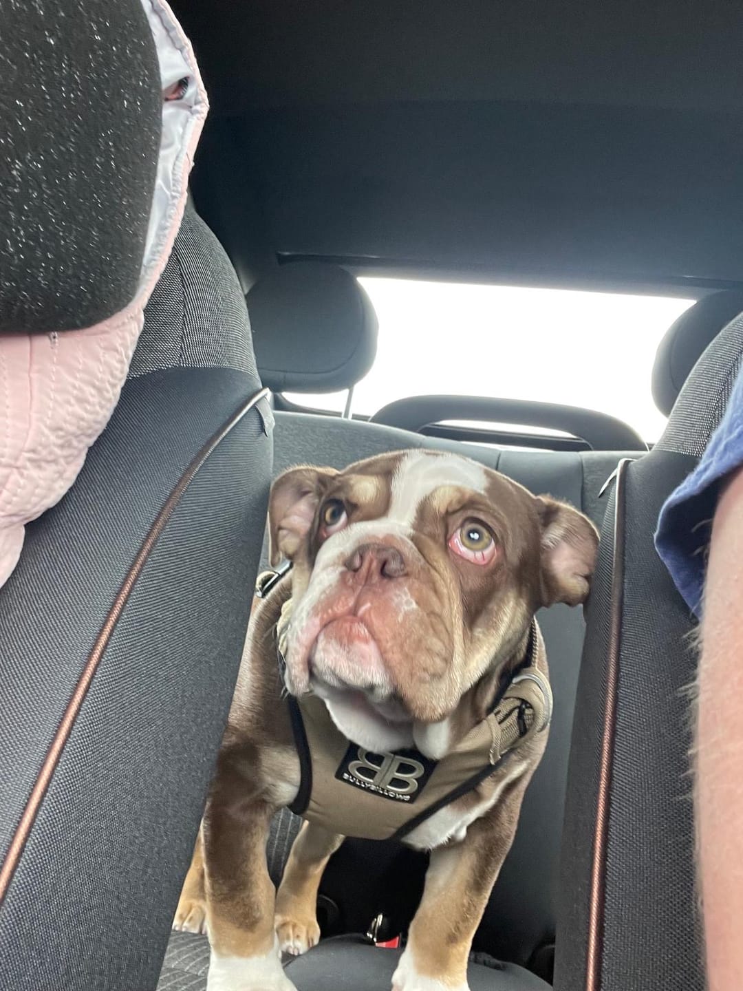 Customer photo review of Premium Comfort Harness | Non Restrictive & Adjustable - Light Military Tan