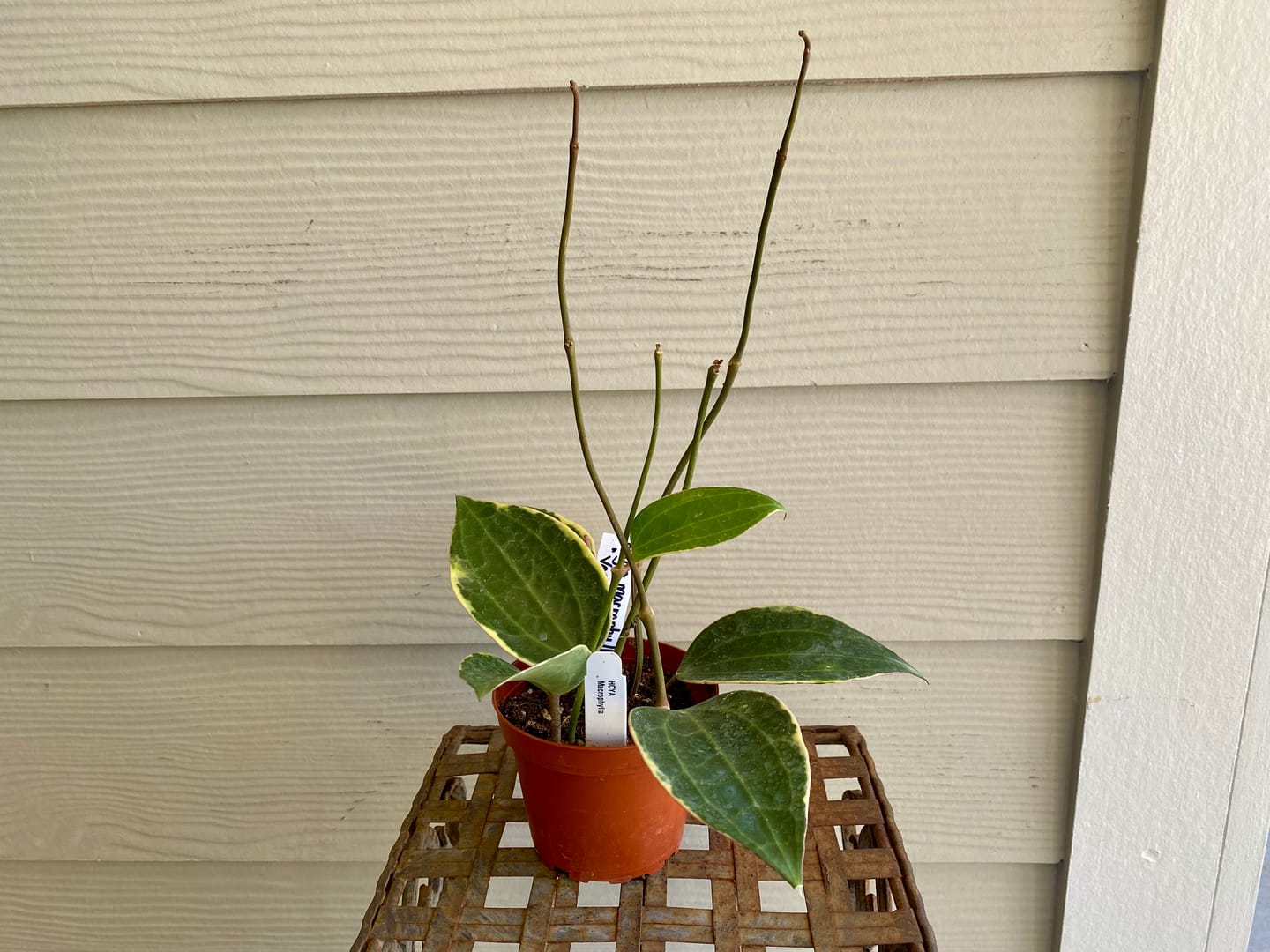 Customer photo review of Hoya macrophylla 'Variegata'