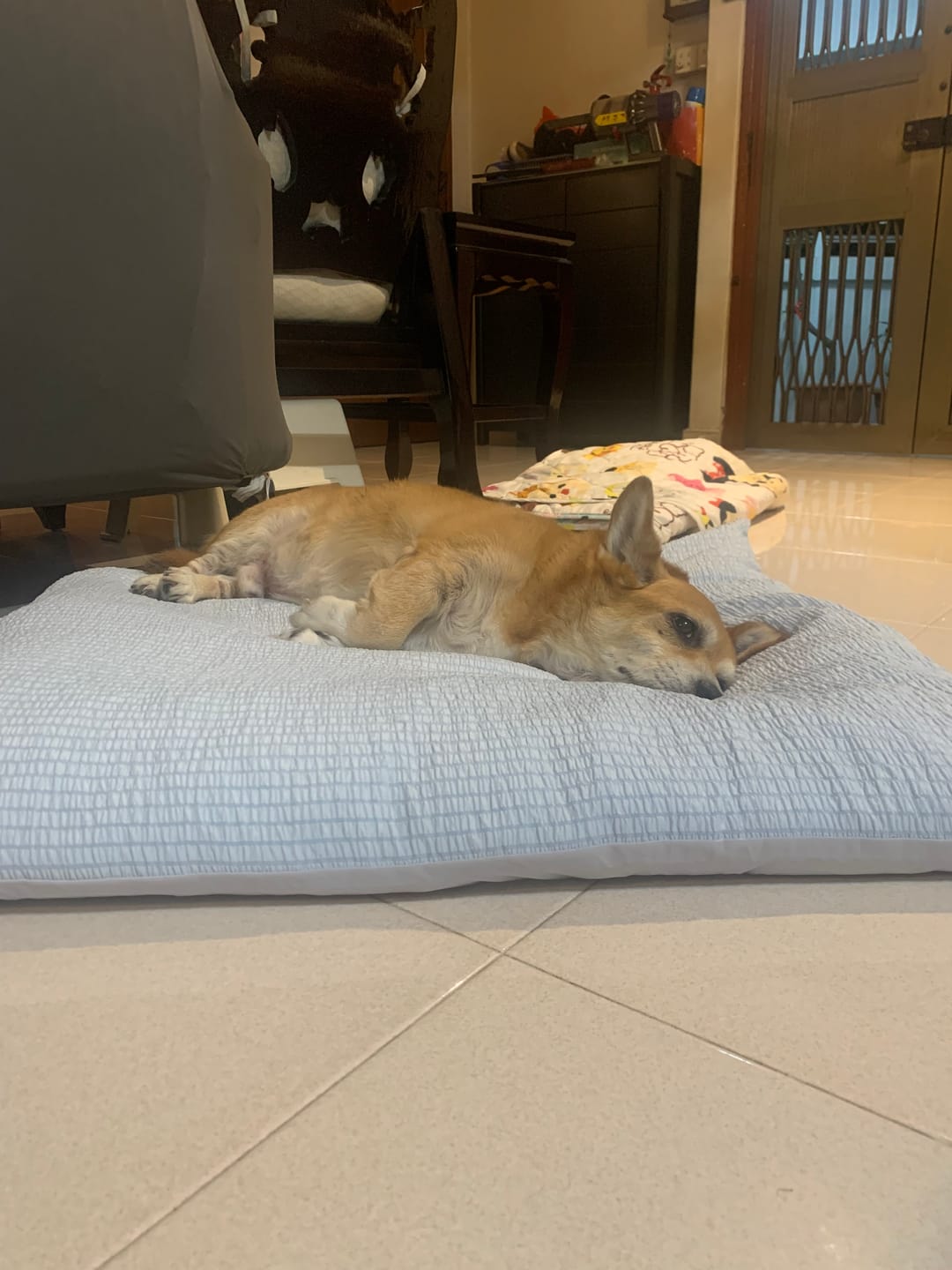 Customer photo review of Cooling Blanket (new)